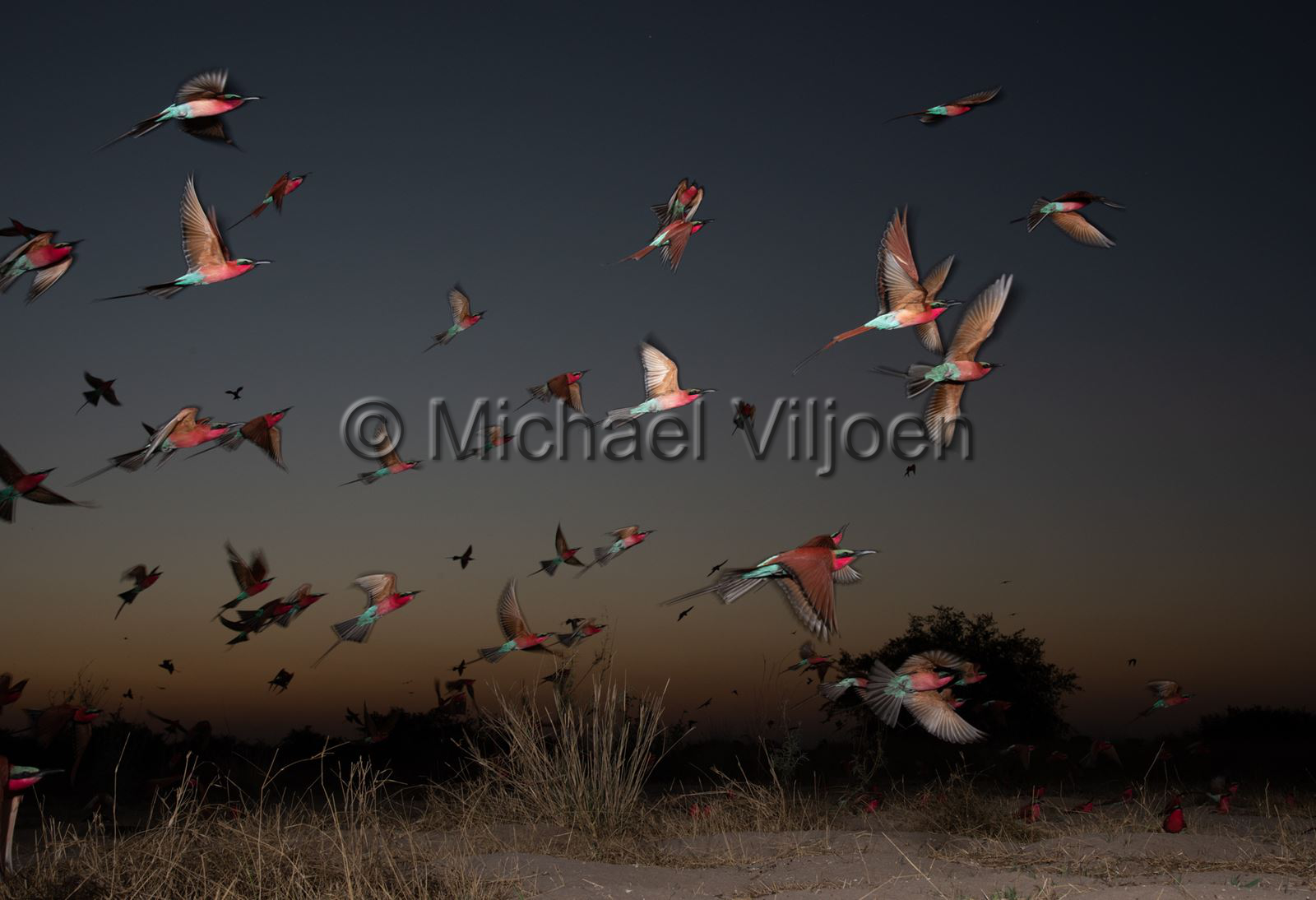 Bird Photography